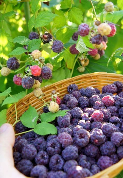 Alien House, Mulberry Jam, Manifest Board, Purple Berries, Collage Photos, Food Wallpaper, Growing Fruit, Fruit Garden, Exotic Fruit