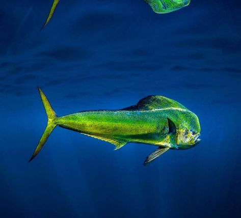 Mahi Mahi Photography, Wahoo Fish, Mahi Mahi Fish, Fish Image, Mahi Fish, Parrot Fish, Costa Sunglasses, Fishing 101, Big Game Fishing