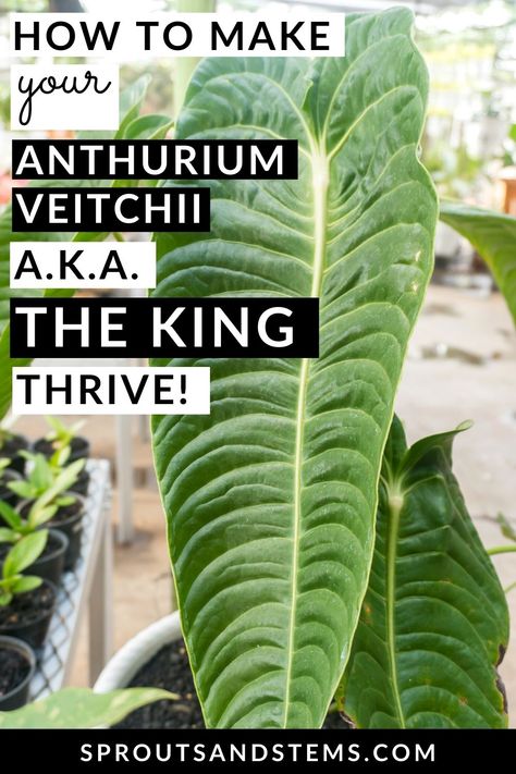 Anthurium Veitchii King, King Anthurium, Anthurium Plant Care, Green Wishlist, Anthurium Veitchii, Anthurium Care, Rare Houseplants, Jungle King, Air Layering