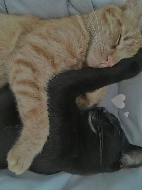 Black And Ginger Cat Aesthetic, Black Cat Orange Cat Relationship, Black Cat Ginger Cat, Orange And Black Cat Aesthetic, Black Cat Orange Cat Dynamic, Black Cat Orange Cat Duo, Black Cats Cuddling, Black And Orange Cat Aesthetic, Black Cat X Orange Cat