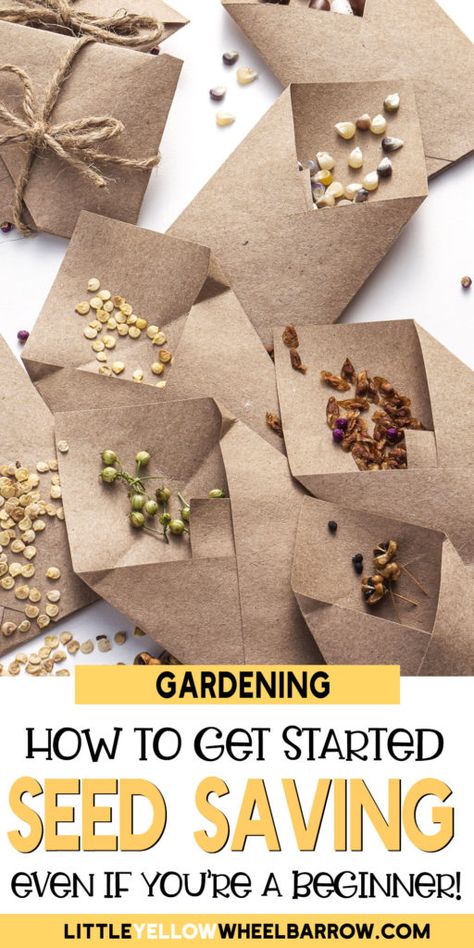 Saving Seeds From Vegetables, How To Save Seeds, Germinate Seeds, Save Seeds, Saving Seeds, Seed Cycling, Beginner Gardening, Seed Storage, Gardening Vegetables