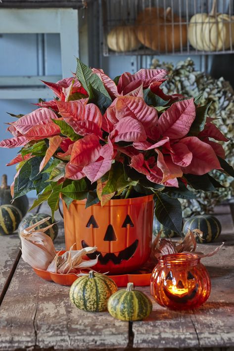 Halloween Floral Decor Pumpkin Ideas Scary, Halloween Pumpkin Pictures, Pumpkin Nightmare Before Christmas, Pumpkin Jack Skellington, Pumpkin Painting Ideas Halloween, Pumpkin Blaze, Halloween Pumpkin Painting Ideas, Wooden Table Decor, Halloween Pumpkin Stencils