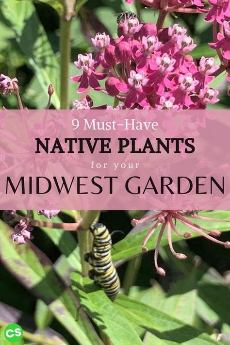 Midwest Garden, Pollinator Garden Design, Michigan Gardening, Native Plant Landscape, Pollinator Plants, Prairie Garden, Native Plant Gardening, Attracting Bees, Bee Garden