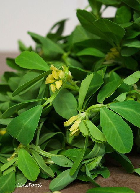 Methi Leaves (Fenugreek Leaves/Shanbalileh), a Persian and Indian Herb Khoresh Bademjan, Pakistani Cooking, Bad Body Odor, Kasuri Methi, Chicken Tagine, Fenugreek Leaves, Salmon Fish, Fish Curry, Fenugreek Seeds