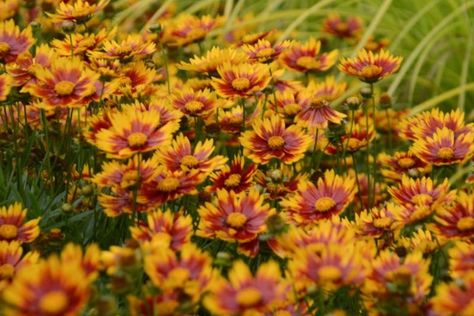 Coreopsis 'Daybreak' (Li'l Bang Series) Lavender Hidcote, Tickseed Coreopsis, Deadheading, Traditional Garden, Buy Plants, Plant Combinations, Garden Soil, Green Foliage, Companion Planting