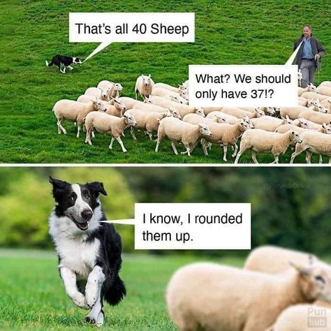 That's all 40 sheep. What? We should only have 37!? I know, I rounded them up. Dog Jokes, Best Puppies, Teacher Memes, Funny Dog Memes, Silly Dogs, Bad Jokes, Funny Random, Funny Animal Memes, Just Funny