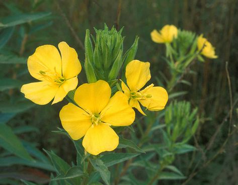 Missouri Wildflowers, Primrose Flowers, Evening Primrose Flower, Primrose Plant, Seed Starting Mix, Invasive Plants, Seed Saving, Plant Spacing, Evening Primrose