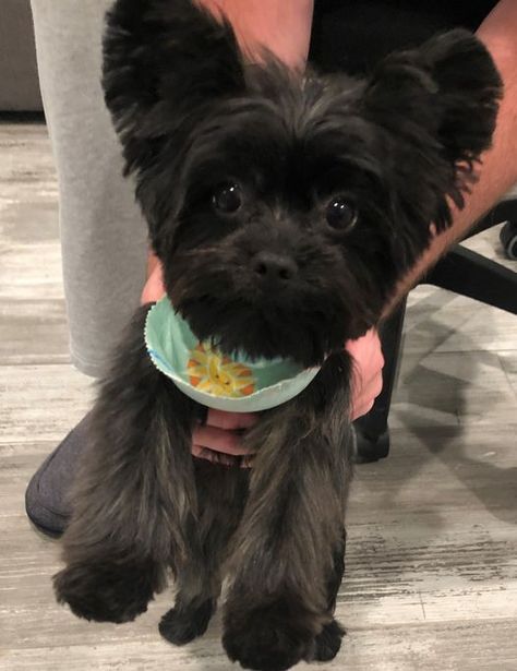 Morkie Haircut, Morkie Haircuts, Black Yorkie, Yorkie Pictures, Monkey Pet, Yorkshire Terriers, Baby Monkey, Addams Family, Cute Creatures