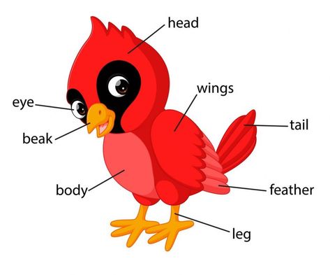 Body Parts For Kids, Ingles Kids, Preschool Phonics, Phonics Reading Passages, Body Parts Preschool, Bird Vector, Red Cardinal Bird, Animal Body Parts, English Worksheets For Kindergarten