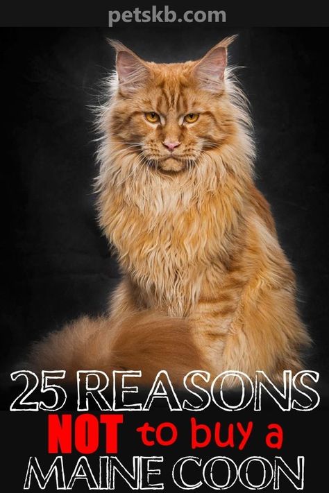 Digital Art Person, Mancoon Cats, Maine Cooney Cats, Art Person, Mainecoon Cat, Sleepy Cat, Cat Behavior, Cat Facts, Fluffy Cat