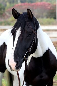 Black and white Paint horse, Pinto, gorgeous pretty face with a white blaze. Cheval Pie, Cai Sălbatici, American Paint Horse, Pinto Horse, Paint Horse, American Paint, Most Beautiful Horses, Most Beautiful Animals, Majestic Horse