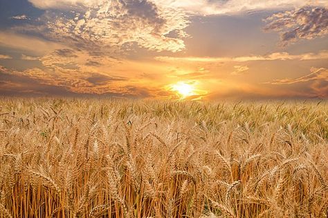 Wheat Background, Cool Background Designs, Black Paper Background, Field Background, Calendar Background, Vintage Paper Textures, Flower Background Design, Certificate Background, Scenery Landscape