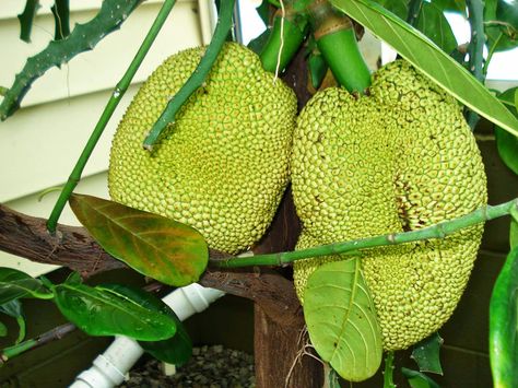 Year of the Durian: How To Build A Tropical Greenhouse In Cold Climates - Ohio, growing jackfruit in a greenhouse Greenhouse Fruit, Citrus Greenhouse, Growing Tropical Fruits In Greenhouse, Canadian Winter Greenhouse, Permaculture Cold Climate, How To Grow Dragon Fruit, Dragon Fruit Tree, Dragon Fruit Plant, How To Grow Watermelon