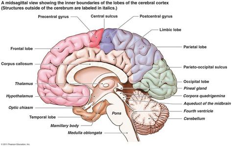 detailed brain diagram awesome detailed brain anatomy Brain Labelled Diagram, Parts Of The Brain Anatomy, Cerebral Cortex Brain, Labelled Diagram Of Brain, Structure Of Human Brain, Human Brain Parts, Human Brain Diagram, Neuron Structure, Human Brain Anatomy