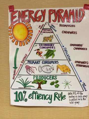 Energy And Environment Projects Ideas, Ecological Pyramid Project, Flow Of Energy In An Ecosystem, Energy Pyramid Project, Energy Pyramid Activities, Biology Anchor Charts High Schools, Earth Science Lessons, Science Anchor Charts, Energy Pyramid