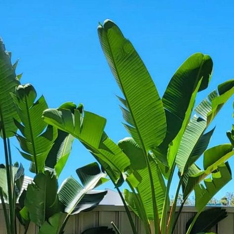 GOING GREEN PROPERTY SOLUTIONS | - S E A T I N G -
Landscaping & Design by 
@going_green_property_solutions 
.
.
.
.
.
#outdoorseating #gardenseating #strelitzia #green... | Instagram Green Instagram, Going Green, Landscaping Design, Garden Seating, Garden Styles, Plant Life, Plant Lover, Go Green, Outdoor Seating