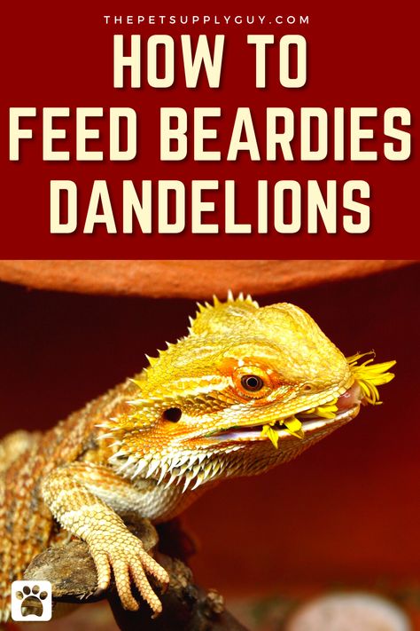 Bearded Dragon Dandelion Feeding Guide >> LEARN MORE @ ThePetSupplyGuy.com << #thepetsupplyguy #pet #pets #animal #reptile #reptiles #beardie #beardeddragon Bearded Dragon Playground, Dragon Playground, Baby Bearded Dragon, Reptile Care, Bearded Dragon, Lizards, Live Plants, Reptiles, Dandelion