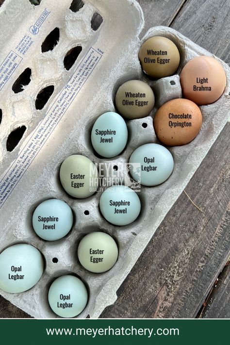 What a wonderful variety of colored chicken eggs!