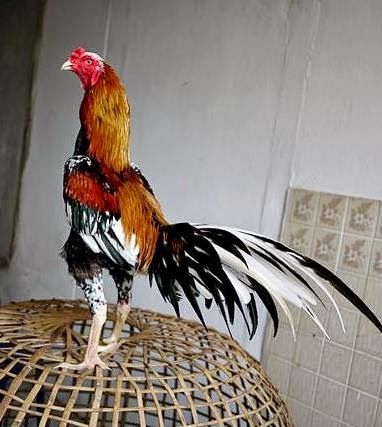 Ayam Juara: Harga Ayam Bangkok Terbaru Ayam Thailand, Ayam Bangkok, Rooster Breeds, Chickens For Sale, Gallo Fino, Game Fowl, Self Watering Plants, Cow Photos, Chicken Painting