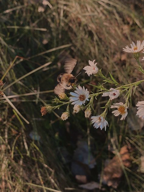 Yvette Core, Bumblebee Aesthetic, Summer Walks, Book Aesthetics, Spring Vibes, Flowers Nature, Summer Aesthetic, Bumble Bee, Bugs