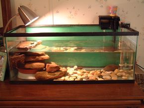 The_Turtle_Tank Turtle Setup, Aquatic Turtle Habitat, Pet Turtle Care, Aquatic Turtle Tank, Turtle Cage, Turtles Pet, Turtle Tank Setup, Turtle Enclosure, Musk Turtle