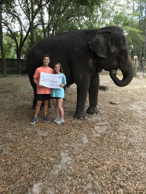 Elephant Promposal Elephant Proposal, Dance Proposal, Prom Proposal, Stuffed Animals, Elephant, Prom, Animals, Quick Saves