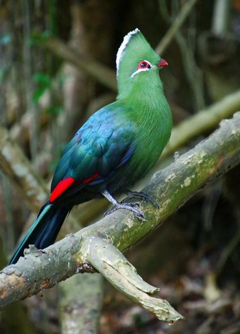 Knysna Loerie, South African Flowers, South African Birds, African Birds, Bird Quilt, Tiny Bird, Rare Birds, Funny Birds, Cute Wild Animals