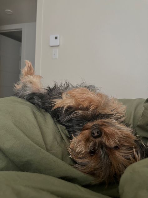 Dog Yorkshire Terrier, Yorkies Aesthetic, Yorkie Terrier Aesthetic, Yorkshire Aesthetic, Yorkie Aesthetic, Montreal Aesthetic, Yorkie Puppy Care, York Terrier, York Dog