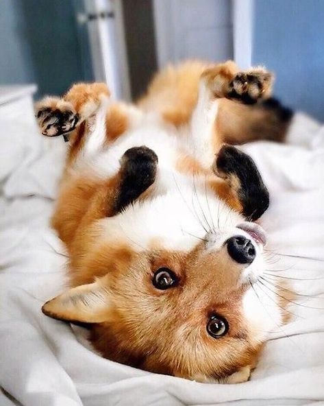 Cute little red fox laying on its back in bed. Fuchs Baby, Regnul Animal, Pet Fox, Cutest Animals, Cute Animal Photos, Cute Animal Pictures, Cute Creatures, Animal Tattoos, Sweet Animals