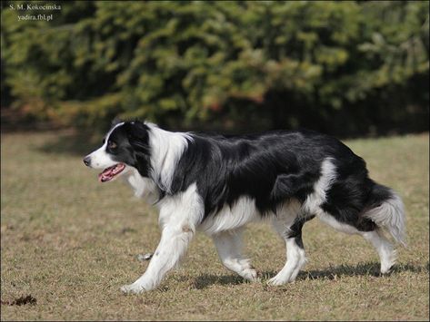 Clever Dog, Collie Puppies, Border Collie Puppies, Dog Poses, Australian Cattle Dogs, Border Collie Dog, Australian Shepherds, Dog Sculpture, Pretty Animals