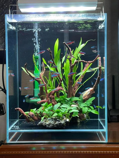 Nano Tank Aquascape, Nano Tank Aquascape Ideas, Square Aquarium, Square Fish Tank, Cube Aquarium, Biotope Aquarium, Aquarium Architecture, Aquarium Garden, Fish Tank Terrarium