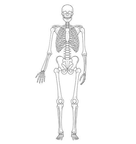 How to Draw a Skeleton Step by Step Simple Skeleton Drawing, Skeleton Drawing Easy, Skeleton Art Drawing, Draw A Skeleton, Skeleton Hands Drawing, Skeleton Drawing, Skeleton Arm, Skeleton Body, Simple Skull