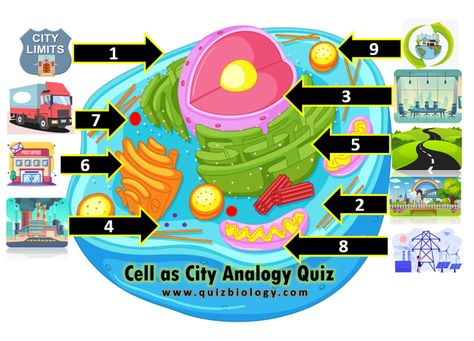 Cell Parts And Functions, Cell Analogy, Animal Cell Structure, Cell Biology Notes, Cell City, Plant Cell Structure, Nuclear Membrane, Smart Method, Cell Parts