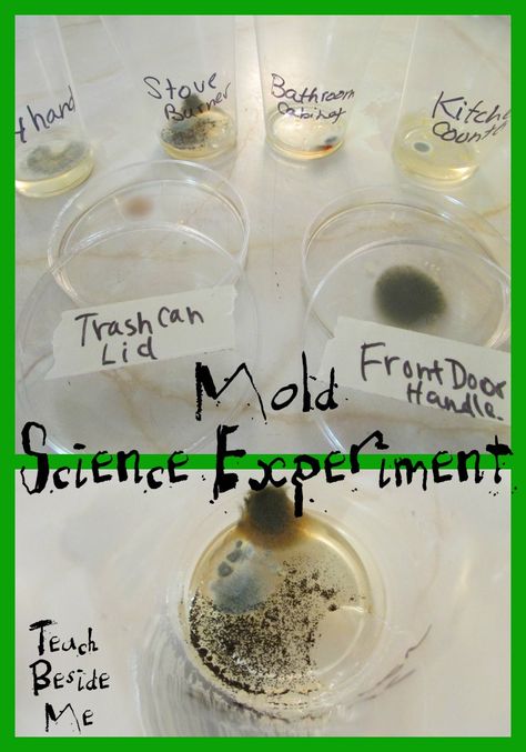 Mold science experiment Biology Experiments, Homeschool Science Experiments, Experiment Science, Halloween Science, Fair Projects, Easy Science, Science Fair Projects, Preschool Science, Education Motivation