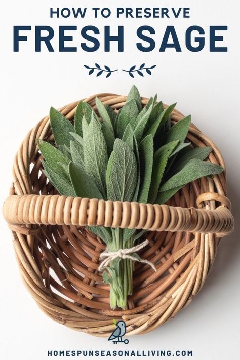 Preserve your fresh sage with one of these easy methods to eat it all winter long and use it for it's health benefits. Storing Fresh Sage, How To Freeze Sage Leaves, Preserving Sage Leaves, Sage Preserving, How To Preserve Fresh Sage, Preserving Fresh Sage, How To Preserve Sage, What To Do With Fresh Sage, Fresh Sage Uses