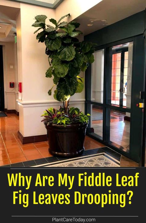 Drooping leaves are a common problem for fiddle leaf figs. Learn why your fiddle leaf fig leaves are drooping and how to fix them. Ferns Care, Fig Plant, Insecticidal Soap, Ficus Lyrata, Fig Leaves, Fiddle Leaf, Fiddle Leaf Fig, Indoor Gardening, Plant Needs