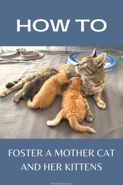 Momma Cat And Kittens, Foster Kitten Room Ideas, Foster Kittens Setup, Mom Cat And Kitten, Fostering Cats, Kitten Fostering, Fostering Animals, Cat Foster, Fostering Kittens