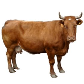 Male Cow, Fat Horse, Animal Cutouts, Dairy Cow, Animal Categories, Cow Pictures, Brown Cow, Cow Png, Cow Head