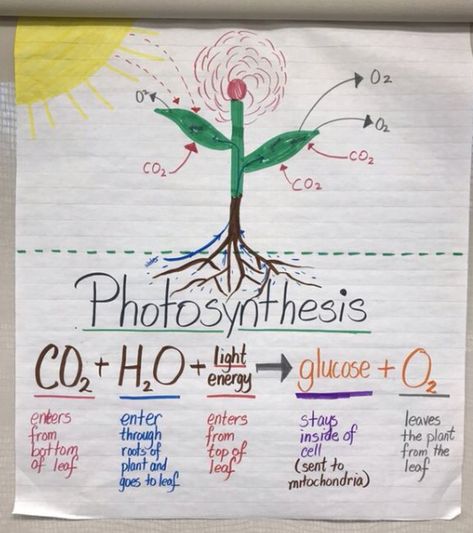 Photosynthesis anchor chart Photosynthesis Bulletin Board, Photosynthesis And Cellular Respiration Poster, Photosynthesis Anchor Chart, Light Reaction Photosynthesis, Photosintesis Project, Photosynthesis Notes, Photosynthesis Poster, Photosynthesis Diagram, Photosynthesis Projects