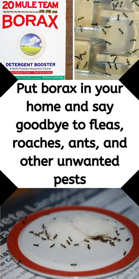 Flea Spray For House, Homemade Flea Spray, Homemade Ant Killer, Display Collections, Borax Cleaning, Diy Bug Spray, Bug Spray Recipe, Flea Remedies, Easy Cleaning Hacks