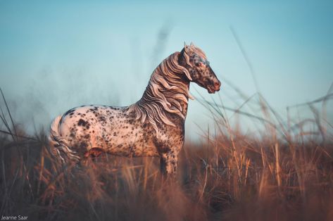 Western Horse Riding, Horse Behavior, Bryer Horses, Horse Competition, Horse Facility, Horse Anatomy, Horse Therapy, Eventing Horses, Therapy Animals