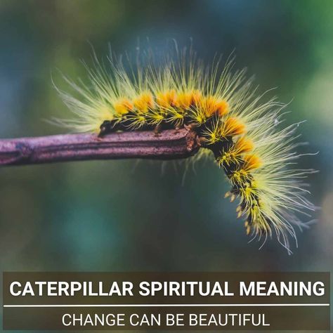 Caterpillar Spiritual Meaning, Wooly Bear Caterpillar, Black Caterpillar, Woolly Bear, Totem Animals, Animal Tarot, Monarch Caterpillar, The Day Will Come, Health Guru