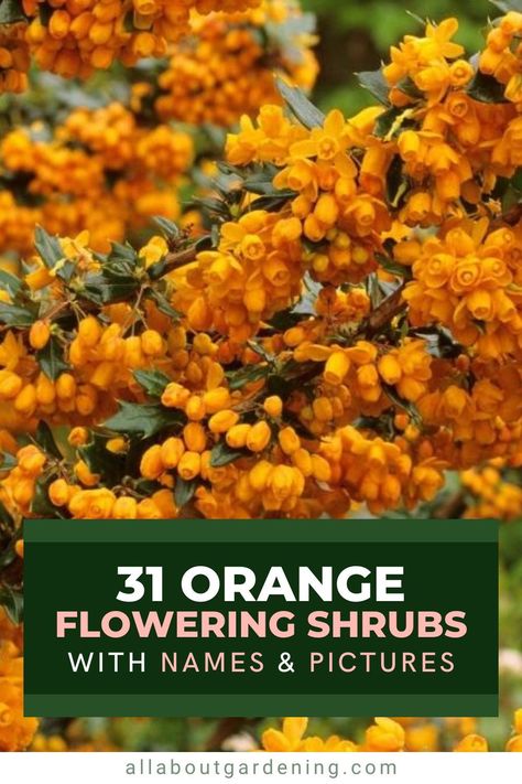 Thinking of adding some orange flowering shrubs to your home garden? There are many different types of bushes that display orange blooms when in season, so picking the right one can be a challenge. In this article, we take a deeper look at our favorites, with names and pictures of each! Orange Flowering Shrubs, Orange Azalea Bush, Orange Perinneals, Types Of Bushes, Mock Orange Bush, Orange Azalea, Rose Of Sharon Bush, Orange Flowering Plants, Perennial Bushes