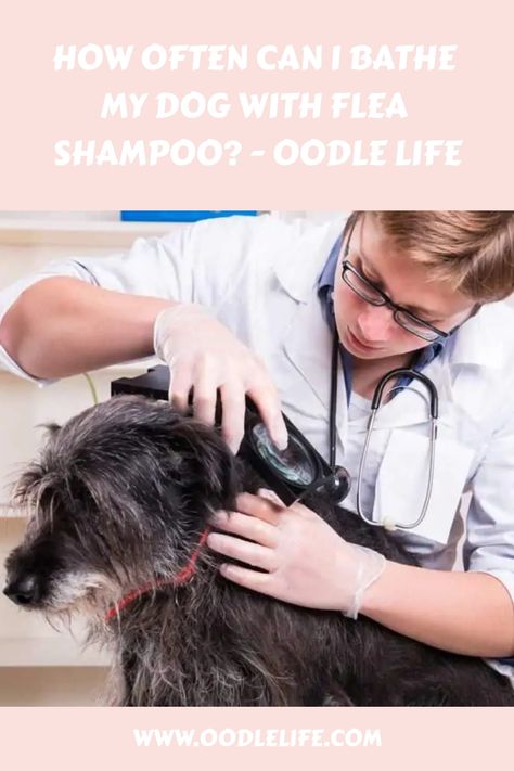 Bathing a pet with fleas can be a real challenge. We need to use special flea shampoos, as regular shampoos won't work on these annoying critters. But once we've completed the bath, all of the fleas should have been washed away and our pet can be given a good brushing to make sure they're looking their best! Flea Shampoo, Healthy Pets, Itchy Skin, Labradoodle, Dog Sitting, Shampoos, Goldendoodle, Brushing, My Dog