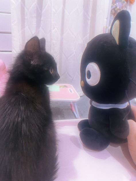 Cats With Plushies, Chococat And Cinnamoroll, Black Stuff Aesthetic, Choco Cat Pfp, Choco Cat Sanrio, Choco Cat Wallpaper, Choco Kitty, Choco Cat Aesthetic, Chococat Pfp