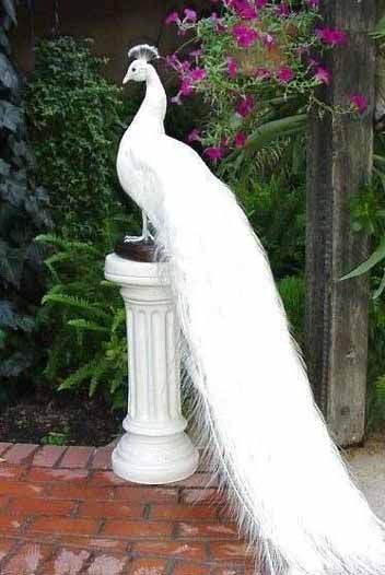 Would love to have these walking around during cocktail hour... So amazingly beautiful!! Albino Peacock, Thanksgiving Games For Kids, Peacock Images, Peacock Pictures, Albino Animals, White Peacock, Most Beautiful Birds, Peacock Bird, Animale Rare