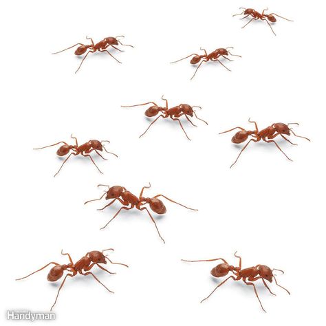 I.D. the Ant Ant Killer Spray, Home Remedies For Ants, Ant Removal, Types Of Ants, Ant Repellent, Ant Species, Ant Problem, Ant Infestation, Kill Ants