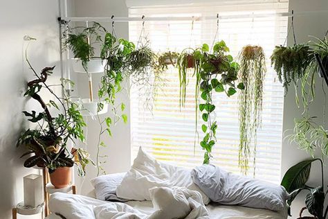 Hang indoor plants without hooks with this genius hack Tension Rod Plant Hanger, Diy Planters Indoor, Hanging Indoor Plants, Tension Rods, Tropical Backyard, Plant Crafts, Hanging Plants Indoor, Ivy Plants, Plant Hacks