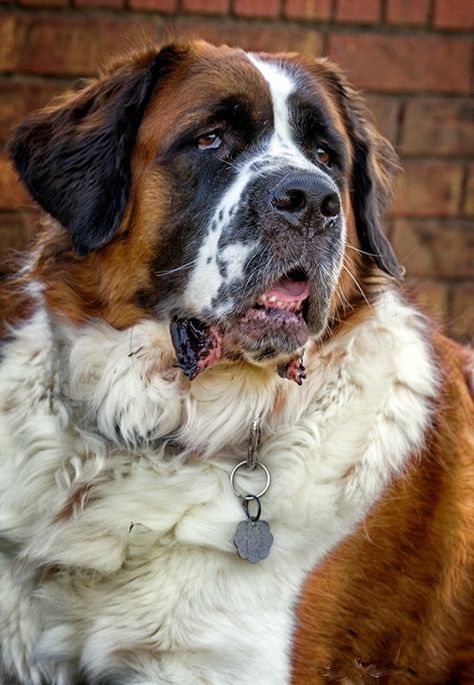 Worlds Largest Dog, Regard Animal, St Bernards, Saint Bernards, St Bernard Puppy, Therapy Dog, St Bernard Dogs, Bernard Dog, San Bernardo