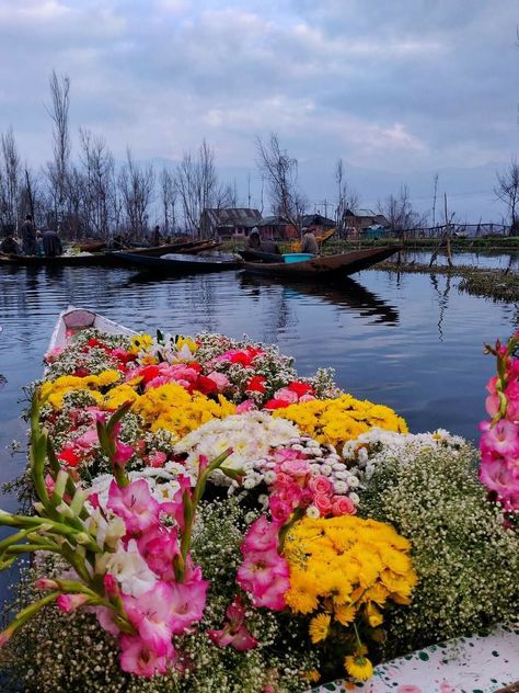 #travel #dal #lake #kashmir Srinagar Kashmir Aesthetic, Dal Lake Kashmir Photography, Srinagar Kashmir Photography, Kashmir Flowers, Srinagar Travel, Kashmir House, Kashmir Aesthetic, Dal Lake Kashmir, Hindi Project